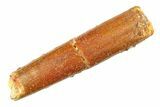 Fossil Sauropod Dinosaur (Rebbachisaurus) Tooth - Morocco #297409-1